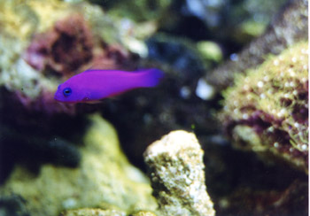 magenta%20dottyback.jpg