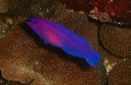 dottyback care