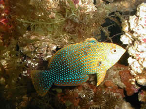 Blue Star Leopard Wrasse Female S/M