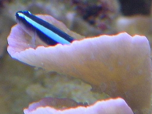 Blue Neon Goby