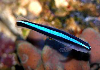 neongoby2SM.jpg