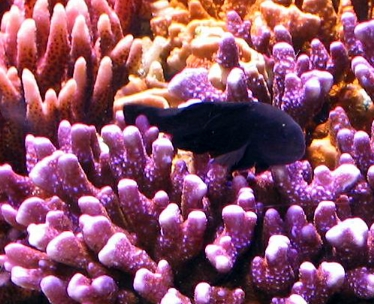 black goby