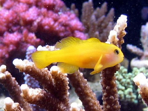 Green Coral Goby