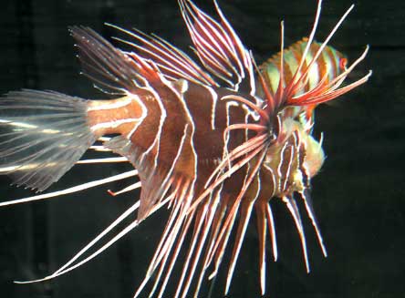 The Lionfish Info Sheet Captive Care and Home Husbandry by Frank