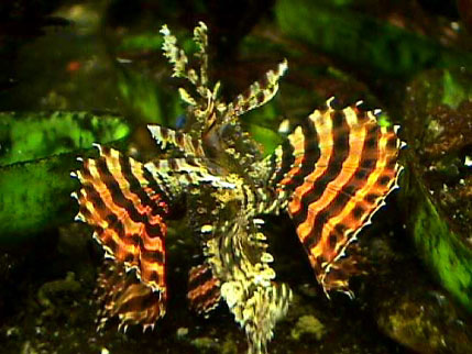 Red Fuzzy Dwarf Lionfish Diet