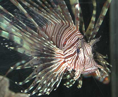 Fuzzy dwarf hotsell lionfish care