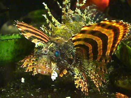 Freshwater lionfish outlet care