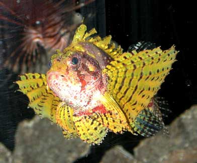 fuzzy lionfish