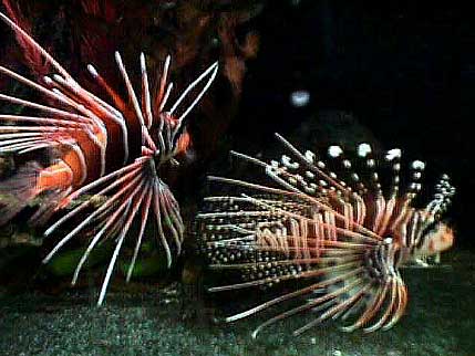 The Lionfish Info Sheet: Captive Care and Home Husbandry by Frank Marini,  Ph.D. 