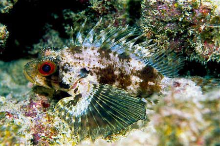 dwarf fuzzy lionfish