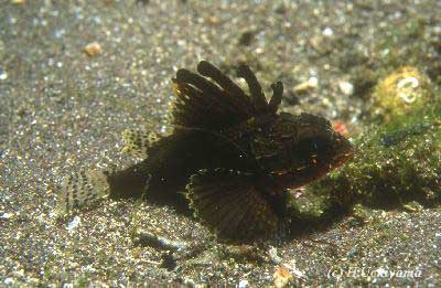 Rare Lionfish