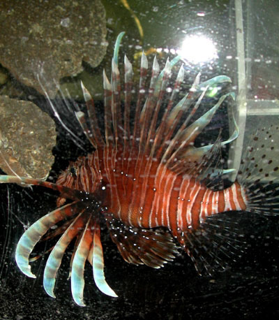 Lionfish care hotsell