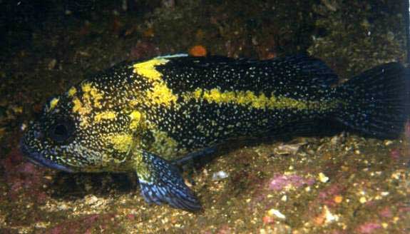 Such territorial fish, however, make ideal aquarium fish and are often found 