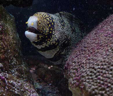 Zebra moray hot sale eel care