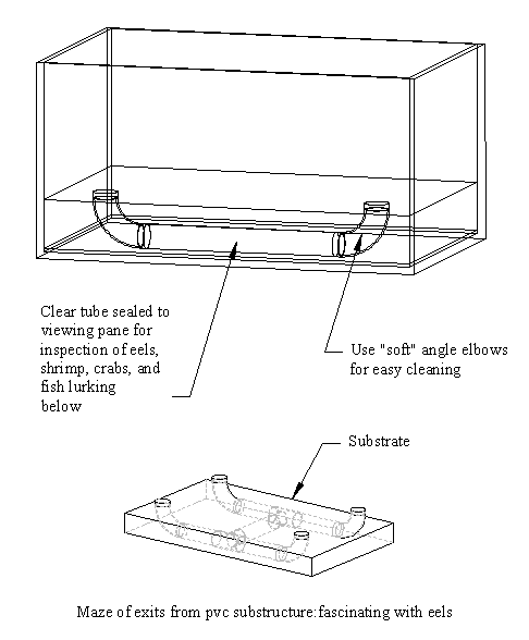 Eel sales tank setup