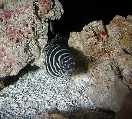 Banded Moray Eel