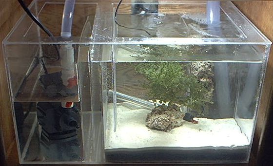 sump filter for freshwater aquarium