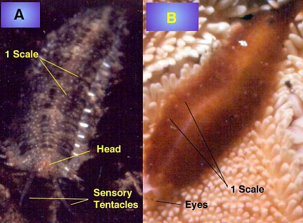 Bristle Worm Sting