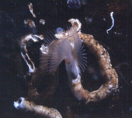 Tube Worms Reef Tank