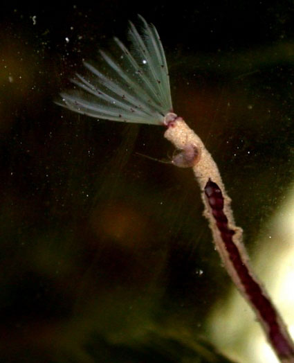 Tube Worms Reef Tank