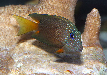 chevron tang fish