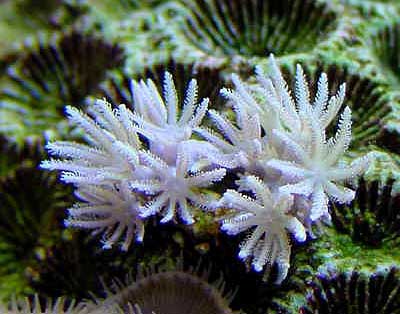 Fast Food Xenia on To Pulse Or Not To Pulse  Identification And Behavior Of Xeniid Corals