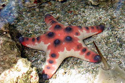 What is a Starfish pet worth?