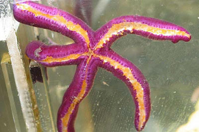 saltwater starfish