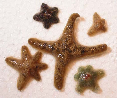 Starfish Care Sheet: Food, Tank Size, Compatibility