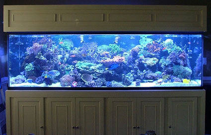 Build Thread - My 3ft tall tank!  REEF2REEF Saltwater and Reef Aquarium  Forum