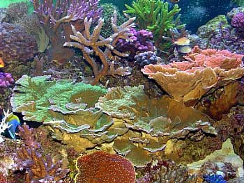 Tank of the Month - July 2004 - Reefkeeping.com
