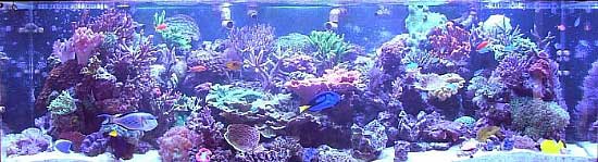 Tank of the Month - July 2004 - Reefkeeping.com
