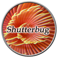 Shutterbug with Greg Rothschild