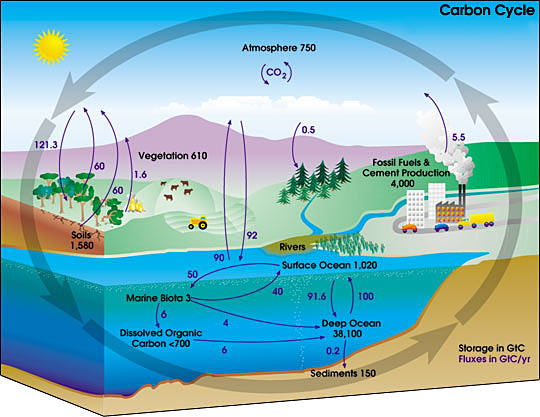 Diagram Of The Water Cycle For Coral Reefs 42