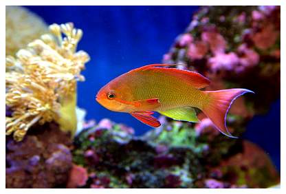 randalls anthias