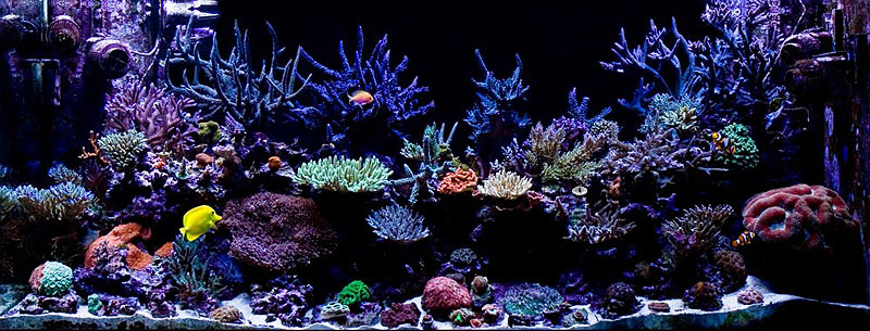 240g reef aquarium: