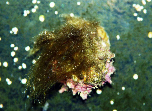 What is string algae?