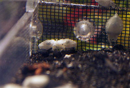 breeding mysis shrimp