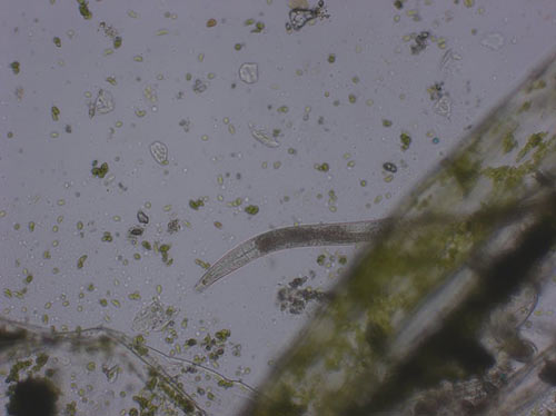 Another nematode peeks out from a "forest" of hair algae at 100x 