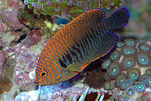 potters angelfish care