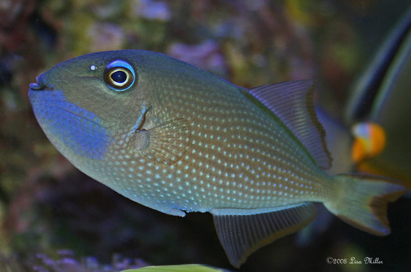 Blue Jaw Triggerfish Diet To Go