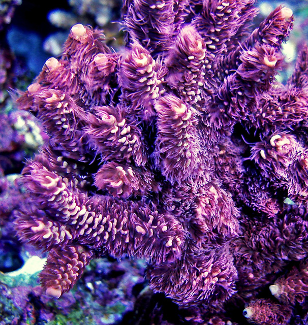 coral136