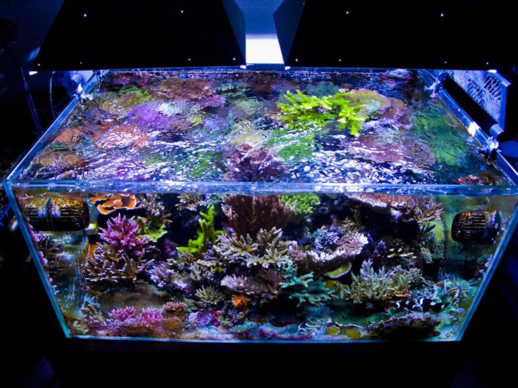 20 gallon saltwater tank