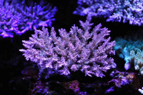coralset 007