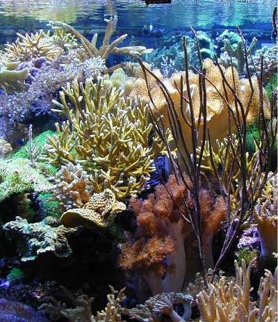 Tank of the Month - December 2002 - Reefkeeping Online Magazine