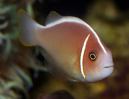 Clown Fish, Dinkum Wiki