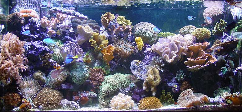 This thread is for anyone who loves soft coral! - Reef Central Online ...