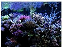 reefcaves.jpg