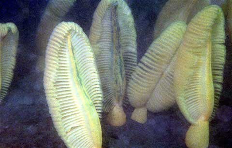 The Life and Death of Sea Pens by Ronald L. Shimek, . 