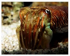 fatherreecuttlefish.jpg